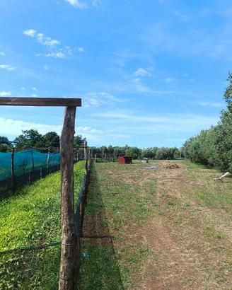 Terreno agricolo - Azienda agricola
