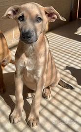 Cucciolo TEO, 4 mesi ca