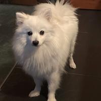 Cagnolini piccola taglia