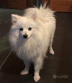 Cagnolini piccola taglia