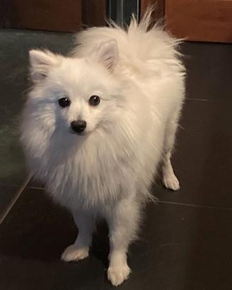 Cagnolini piccola taglia