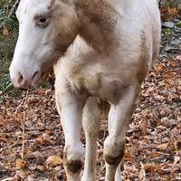 Puledra appaloosa di 11 mesi