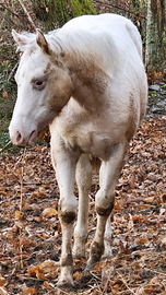 Puledra appaloosa di 11 mesi