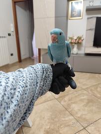Parrocchetto dal collare allevato a mano 80 Giorni