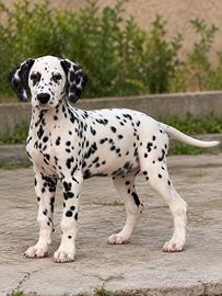 Dalmata maschio