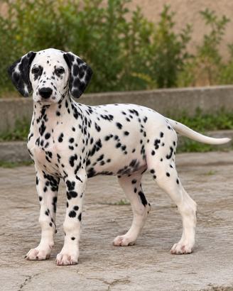 Dalmata maschio