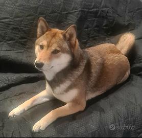 Cuccioli di shiba