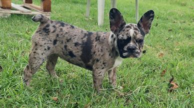 Cucciola Bulldog Francese