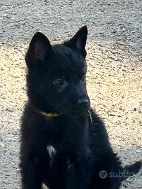 Cuccioli pastore Tedesco da Lavoro