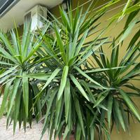 Piante di Yucca (tronchetto della felicità)