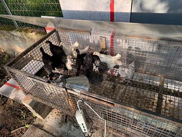 Pulcini di australorp