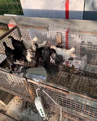 Pulcini di australorp