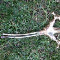 rubinetto in ottone marca Paini