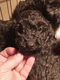 Cucciolo barboncino nano nero