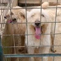 Spinone mix in adozione