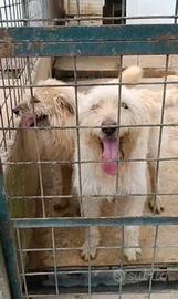 Spinone mix in adozione