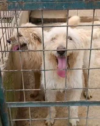 Spinone mix in adozione