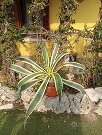 grande e rigogliosa pianta agave striata