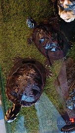2 tartarughe d'acqua dolce