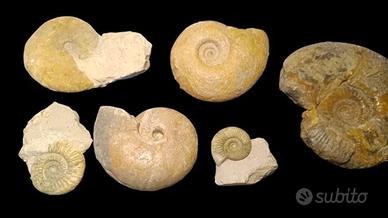 Intera collezione di ammoniti