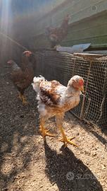 Marans