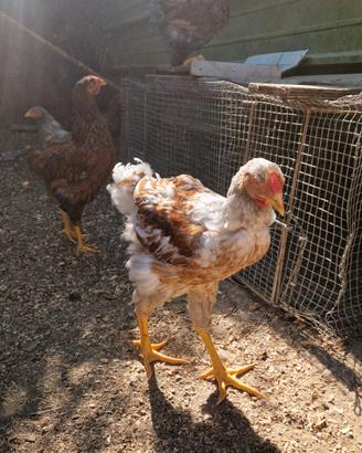 Marans