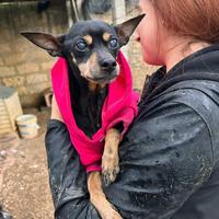 Pinscher giocherellona