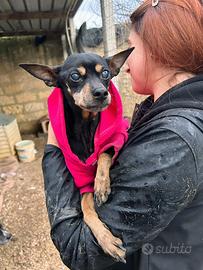 Pinscher giocherellona