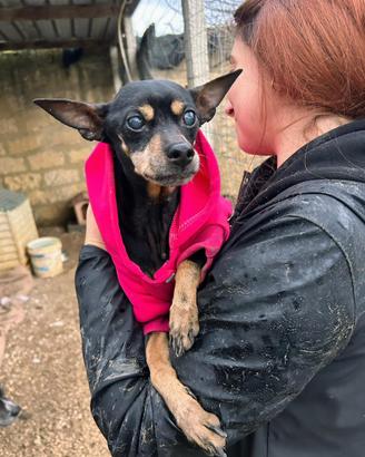 Pinscher giocherellona