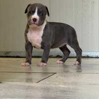 Cucciola femmina pitbull