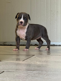 Cucciola femmina pitbull
