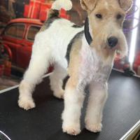 Cuccioli Fox terrier