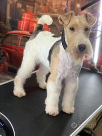 Cuccioli Fox terrier