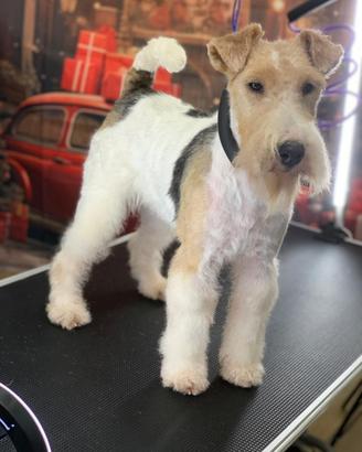 Cuccioli Fox terrier