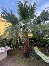 Palma Washingtonia Robusta