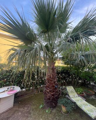 Palma Washingtonia Robusta