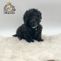 Stupendo maschietto Barboncini Black