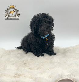 Stupendo maschietto Barboncini Black