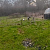 Disponibili caprette capre 4 0 5