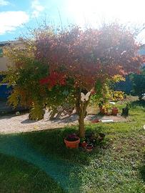Acero Giapponese verde e rosso
