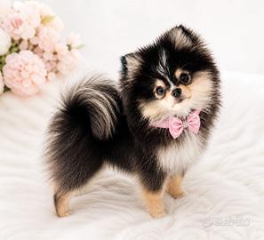 Pomerania cucciola