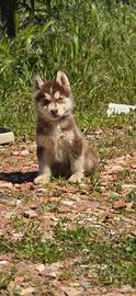 Husky cuccioli