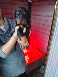 Cuccioli di dobermann