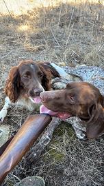 Springer spaniel kurzhaar