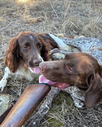 Springer spaniel kurzhaar