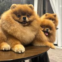 Cucciolo di Pomerania disponibile per accoppiamen