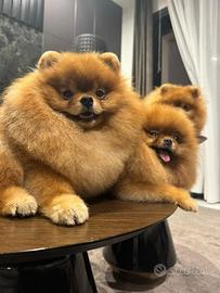 Cucciolo di Pomerania disponibile per accoppiamen
