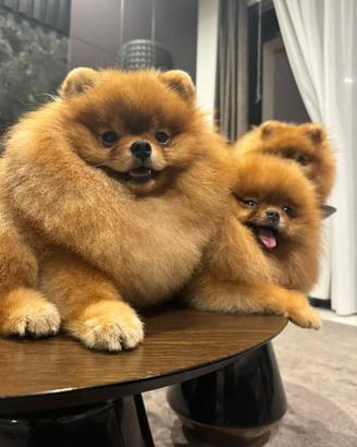 Cucciolo di Pomerania disponibile per accoppiamen