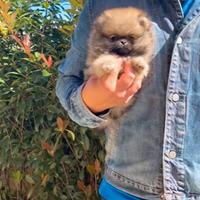 Volpino Pomerania Nano (Toy) PEDIGREE ENCI