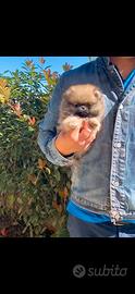Volpino Pomerania Nano (Toy) PEDIGREE ENCI